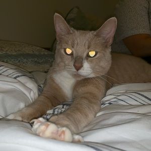 Meet your Posher, Abby